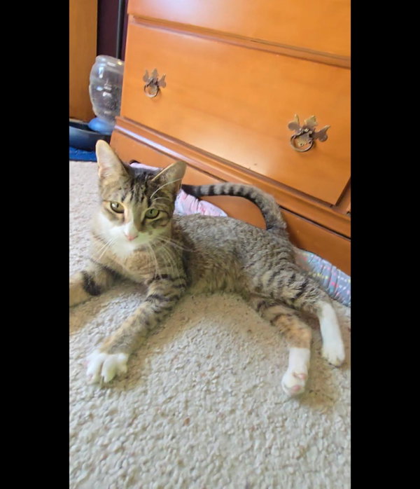 Priscilla (Courtesy Post)