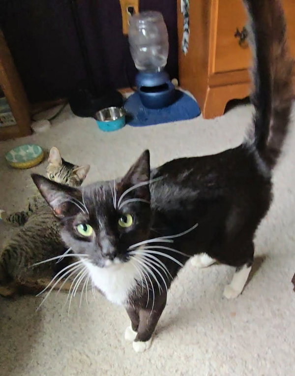Oreo (Courtesy Post)