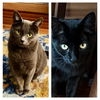 adoptable Cat in  named Anya & Duchess (Courtesy Post)