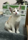 adoptable Cat in  named Precious (bonded w/ Patches)