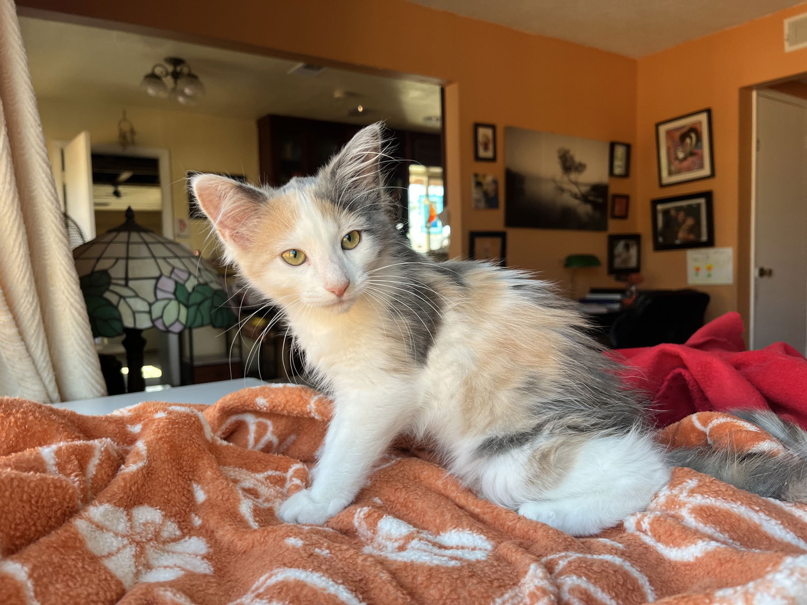 adoptable Cat in San Jose, CA named Patches (bonded w/ Precious)