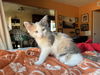 adoptable Cat in  named Patches (bonded w/ Precious)