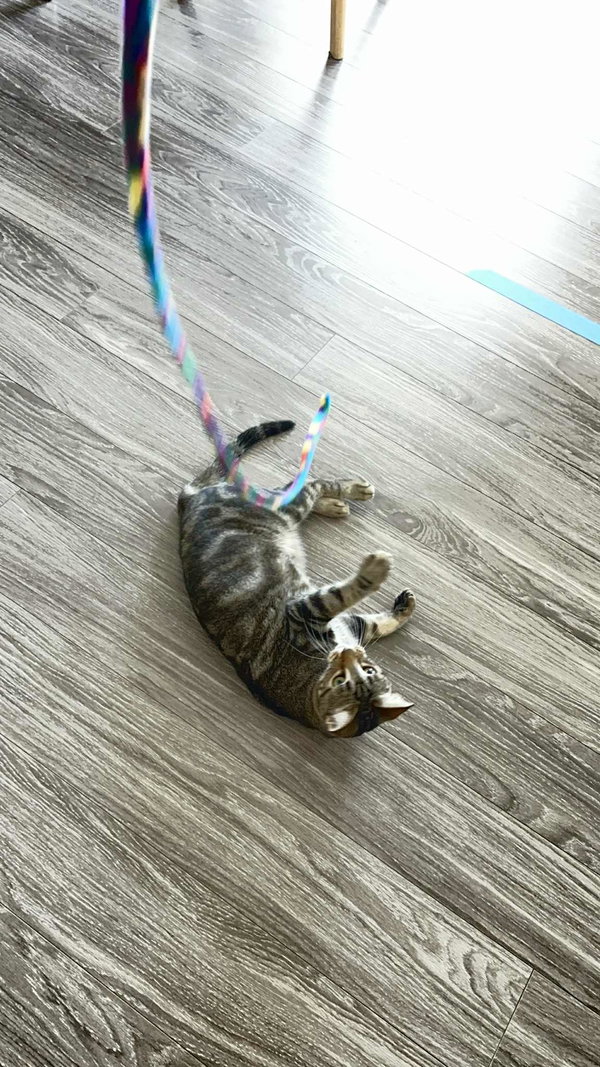 Katniss Everbean
