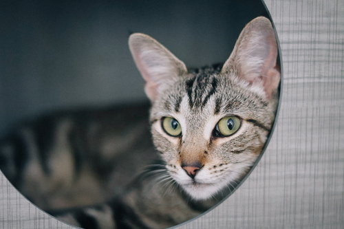 Katniss Everbean, an adoptable Domestic Short Hair in San Jose, CA