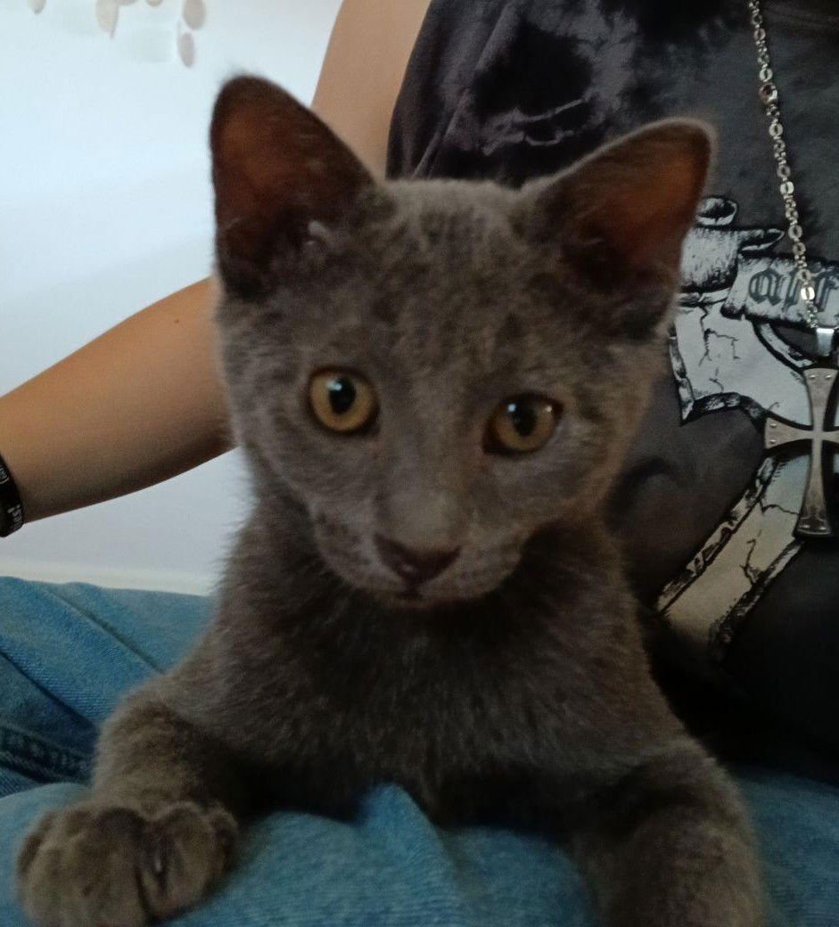adoptable Cat in San Jose, CA named Tate McRae
