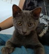 adoptable Cat in  named Tate McRae
