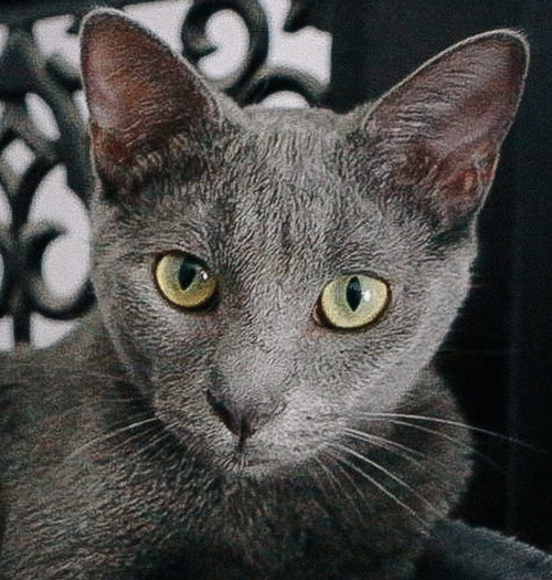 Tate McRae (bonded w/ Rico), an adoptable Domestic Short Hair in San Jose, CA