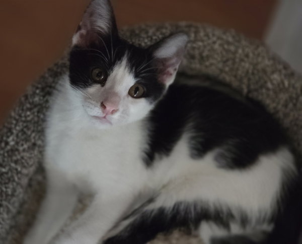 Rico (bonded w/ Tate McRae)