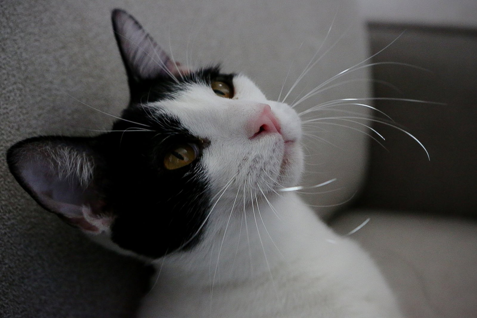 Rico (bonded w/ Tate McRae)