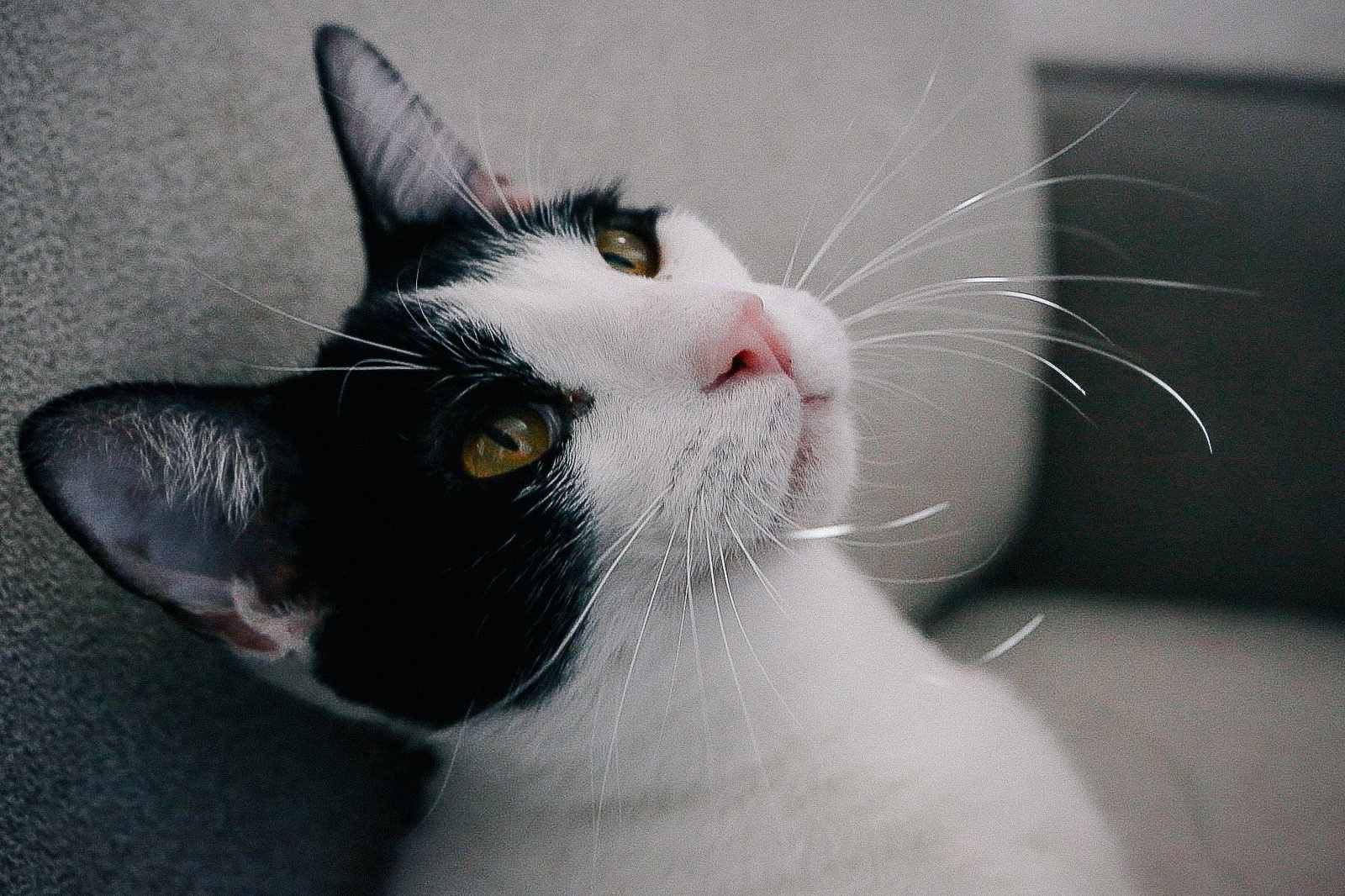 Rico (bonded w/ Tate McRae)