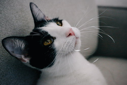 Rico (bonded w/ Tate McRae), Young Domestic Short Hair / Mixed (short coat), cat for adoption in Oakley, California