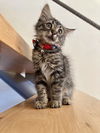 adoptable Cat in  named Almaden