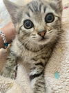 adoptable Cat in  named Ravenna