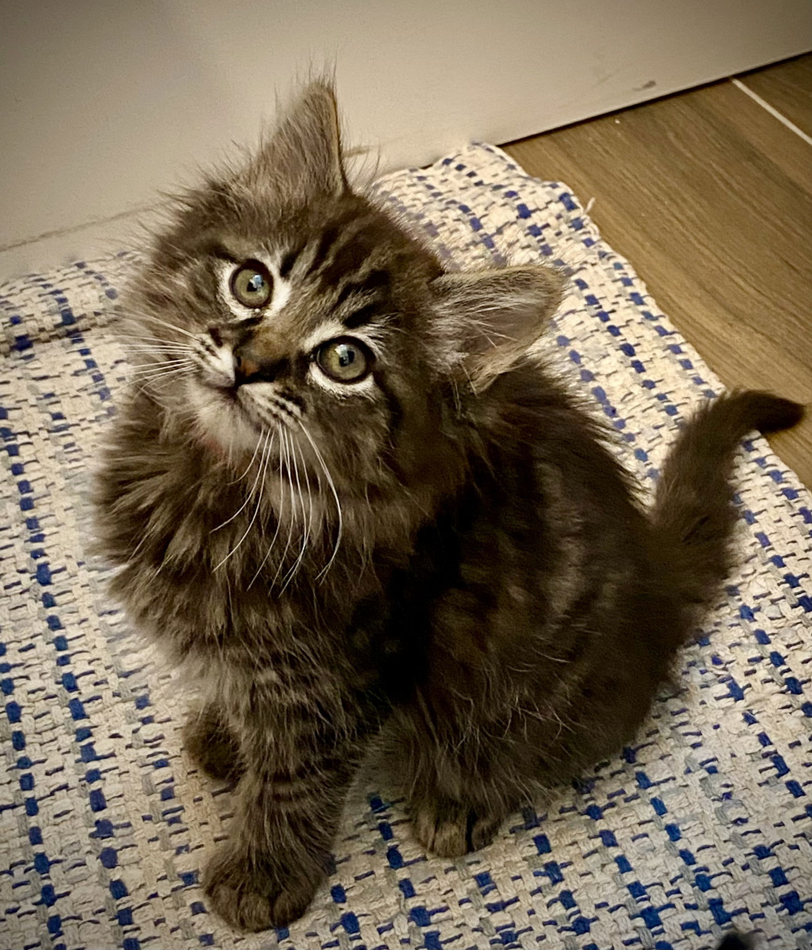 adoptable Cat in San Jose, CA named Fluffnut (bonded w/Tuffnut)