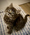 adoptable Cat in  named Fluffnut (bonded w/Tuffnut)