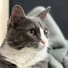 adoptable Cat in  named Vinnie (Courtesy Post)