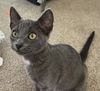 adoptable Cat in  named Spot