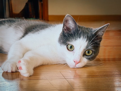 Angry Bird, an adoptable Domestic Short Hair in San Jose, CA
