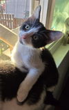 adoptable Cat in  named Skipper