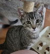 adoptable Cat in San Jose, CA named Buttercup