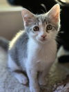 adoptable Cat in San Jose, CA named Bliss