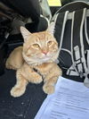 adoptable Cat in San Jose, CA named Garfield and Robyn (Courtesy Post)