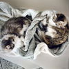 adoptable Cat in San Jose, CA named Walle & Eve (Courtesy Post)