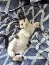 adoptable Cat in San Jose, CA named Aliza