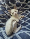 adoptable Cat in San Jose, CA named Anu