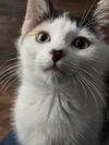 adoptable Cat in  named Daisykins
