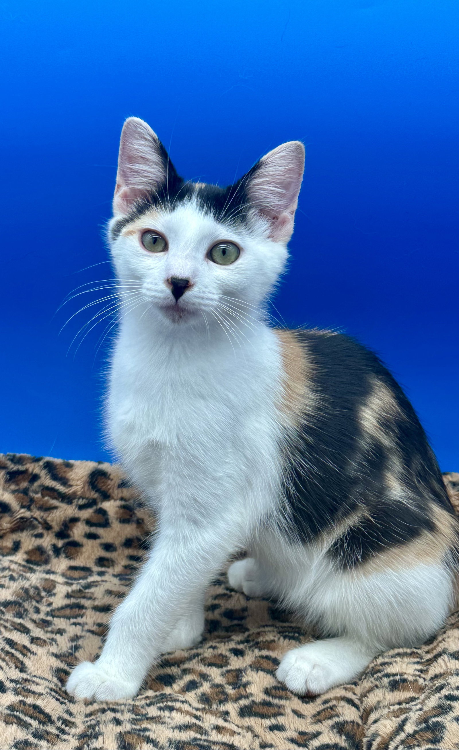 Calico Cat Adoption: Ultimate Guide to Finding Your Perfect Pet