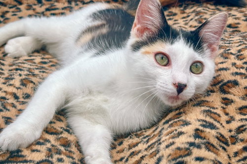 Photo 2 of Daisykins