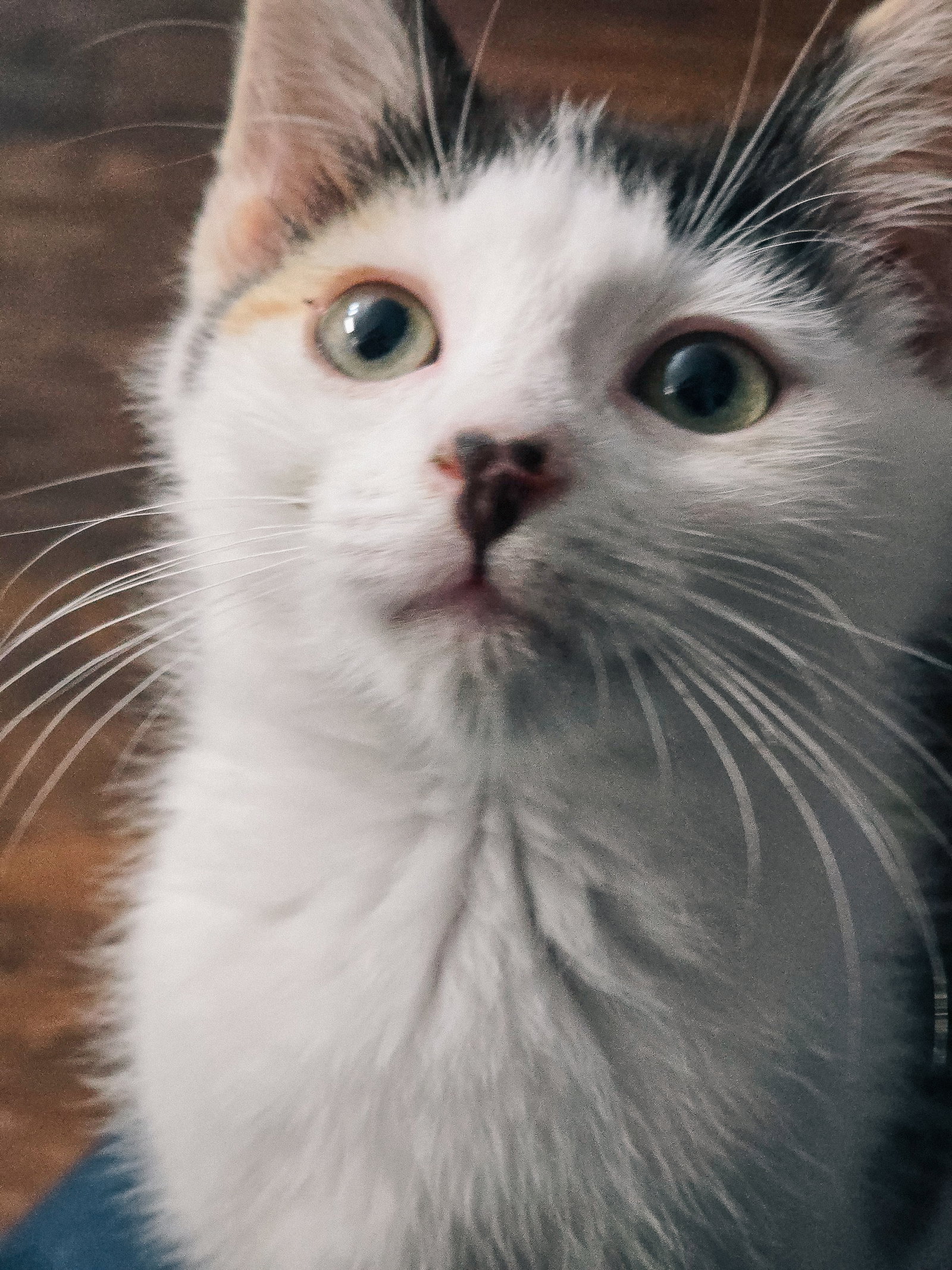 Daisykins