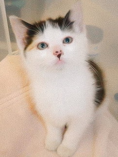 Daisykins