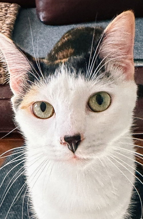 Daisykins, Young Calico / Mixed (short coat), cat for adoption in Oakley, California