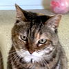 adoptable Cat in San Jose, CA named Tasha (Courtesy Post)
