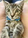 adoptable Cat in  named Otter Pop