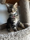 adoptable Cat in San Jose, CA named Goosie