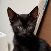 adoptable Cat in San Jose, CA named Daisy Mae (Courtesy Post)