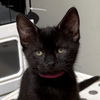 adoptable Cat in San Jose, CA named Pinky (Courtesy Post)