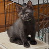 adoptable Cat in San Jose, CA named Runty (Courtesy Post)