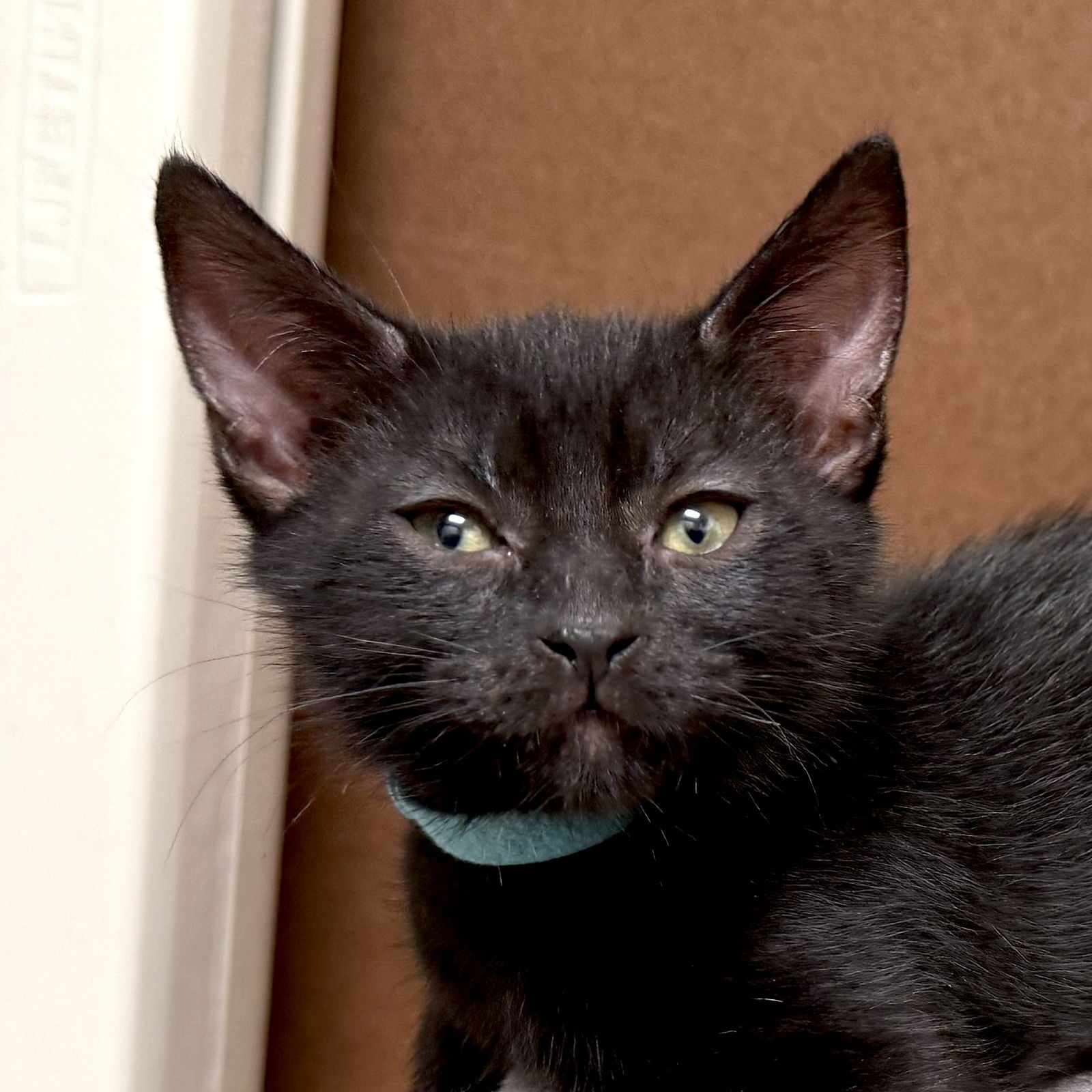adoptable Cat in San Jose, CA named Bluey (Courtesy Post)
