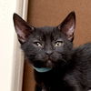 adoptable Cat in San Jose, CA named Bluey (Courtesy Post)