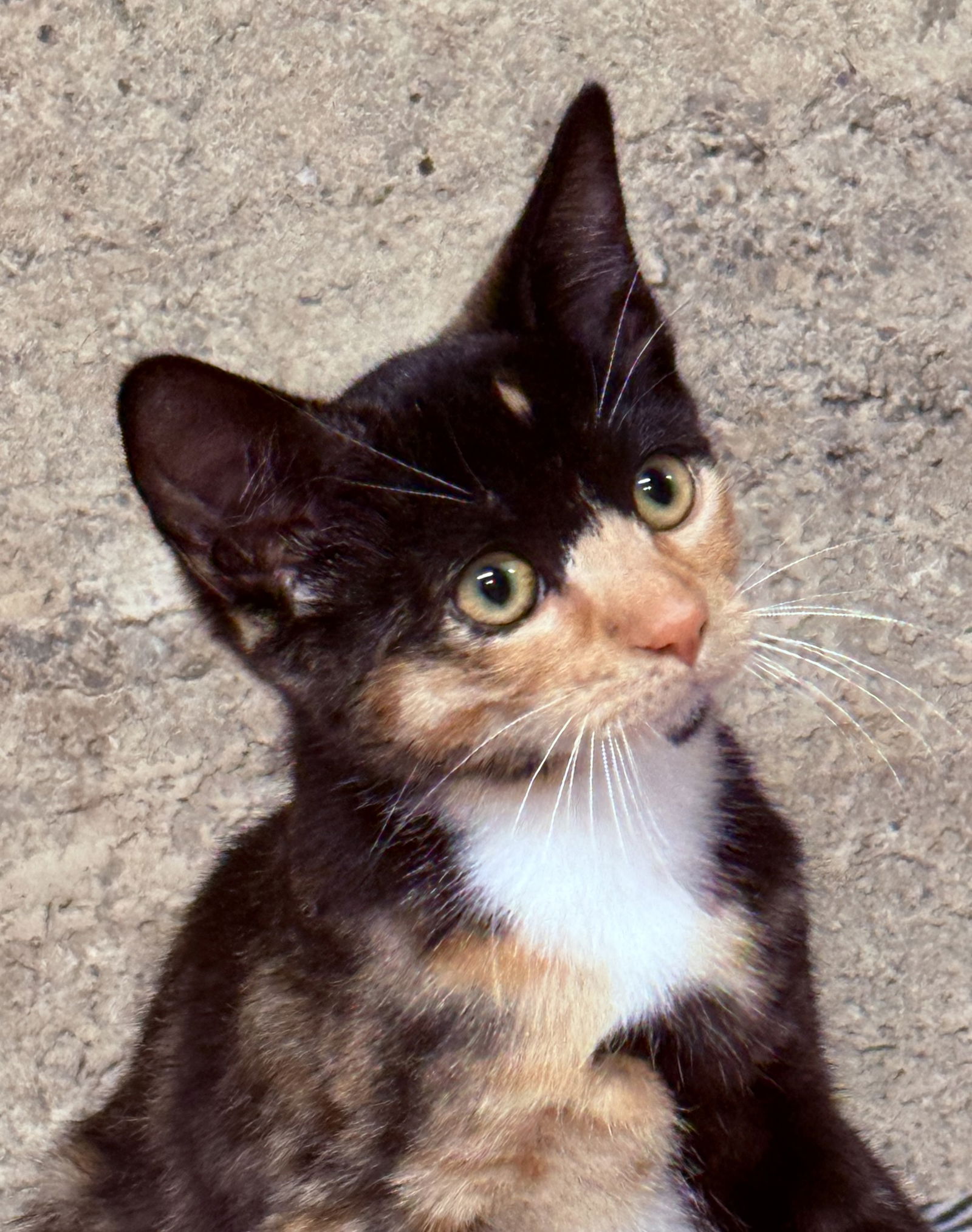 adoptable Cat in San Jose, CA named Brown (Courtesy Post)