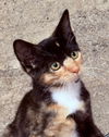 adoptable Cat in San Jose, CA named Brown (Courtesy Post)
