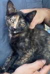 adoptable Cat in San Jose, CA named Yellow (Courtesy Post)