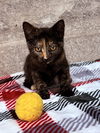 adoptable Cat in San Jose, CA named Black (Courtesy Post)