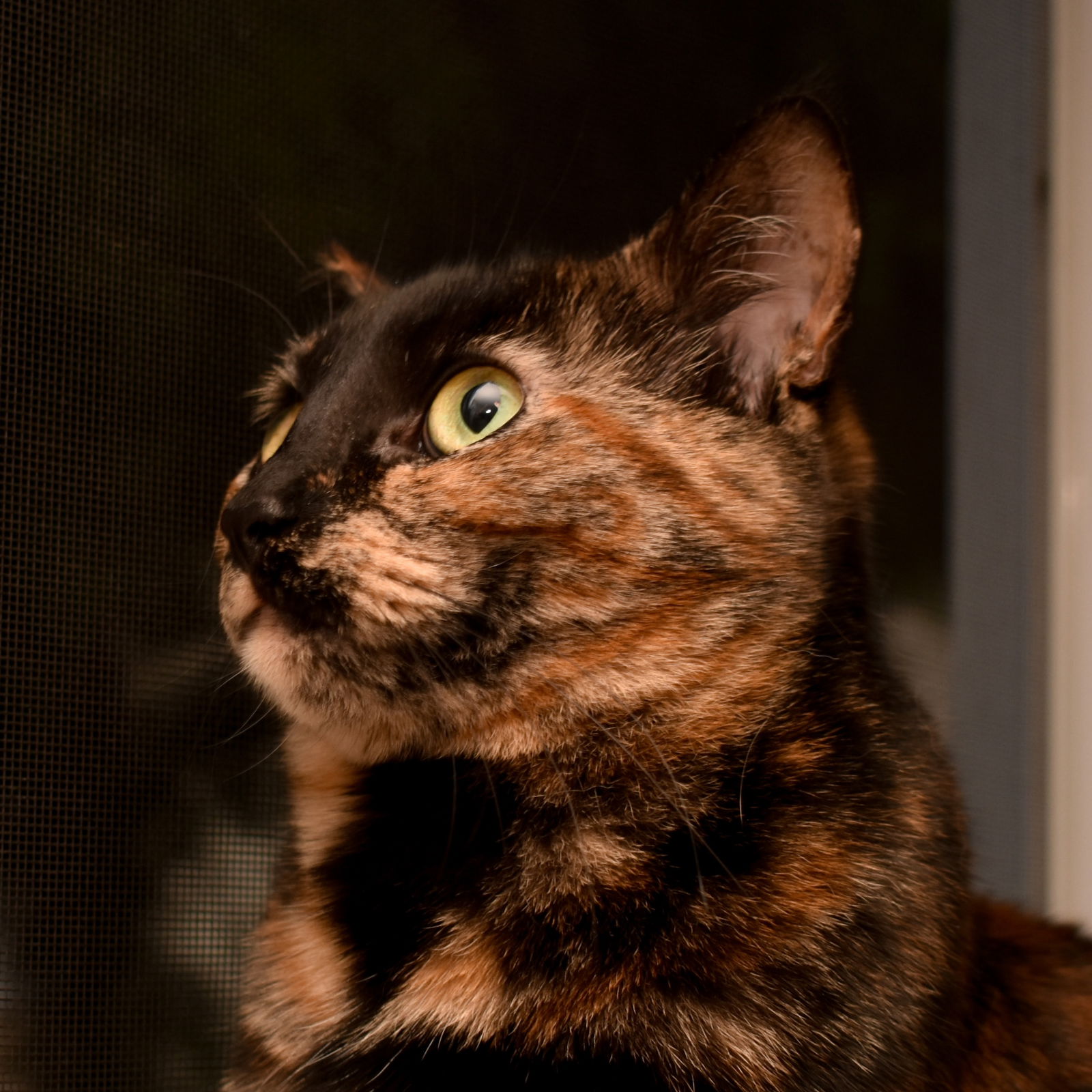 adoptable Cat in San Jose, CA named Frankie (Courtesy Post)