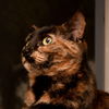 adoptable Cat in San Jose, CA named Frankie (Courtesy Post)