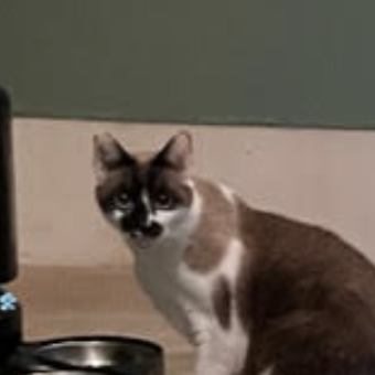 picture of the cat needing adoption
